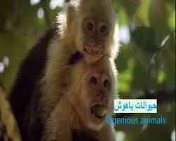 مستند حیوانات باهوش